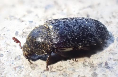Réf. 302 462 : Dermestes undulatus